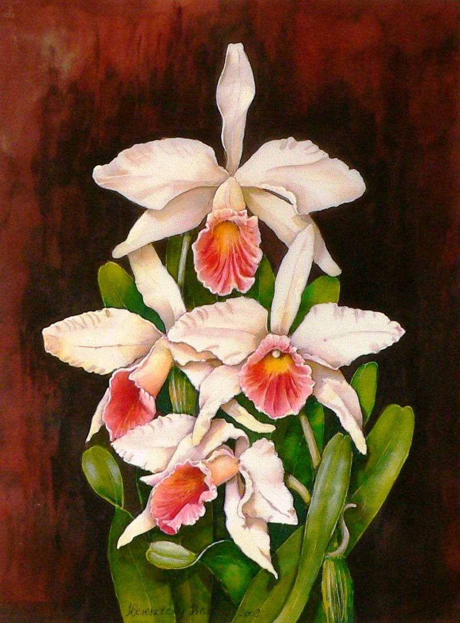 Orchideák 18. Laelia purpurata russeliana 2009