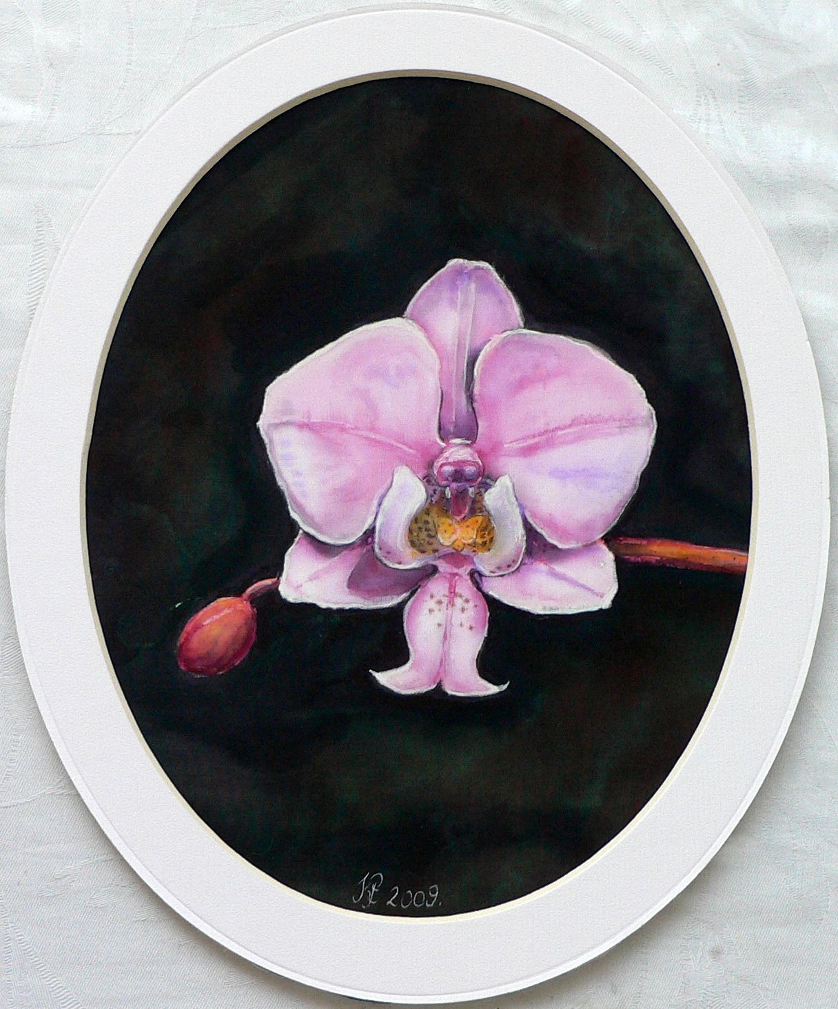 Orchideák 01. Phalaenopsis schilleriana 2009
