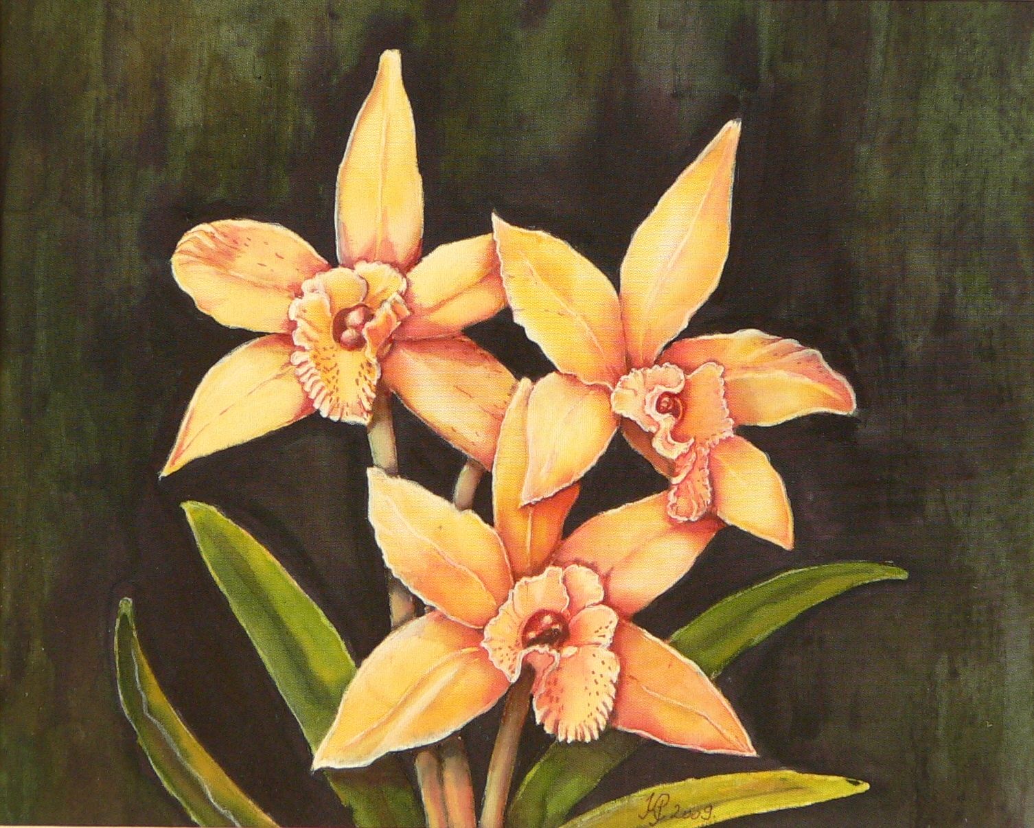 Orchideák 05. Sophronitis 2009