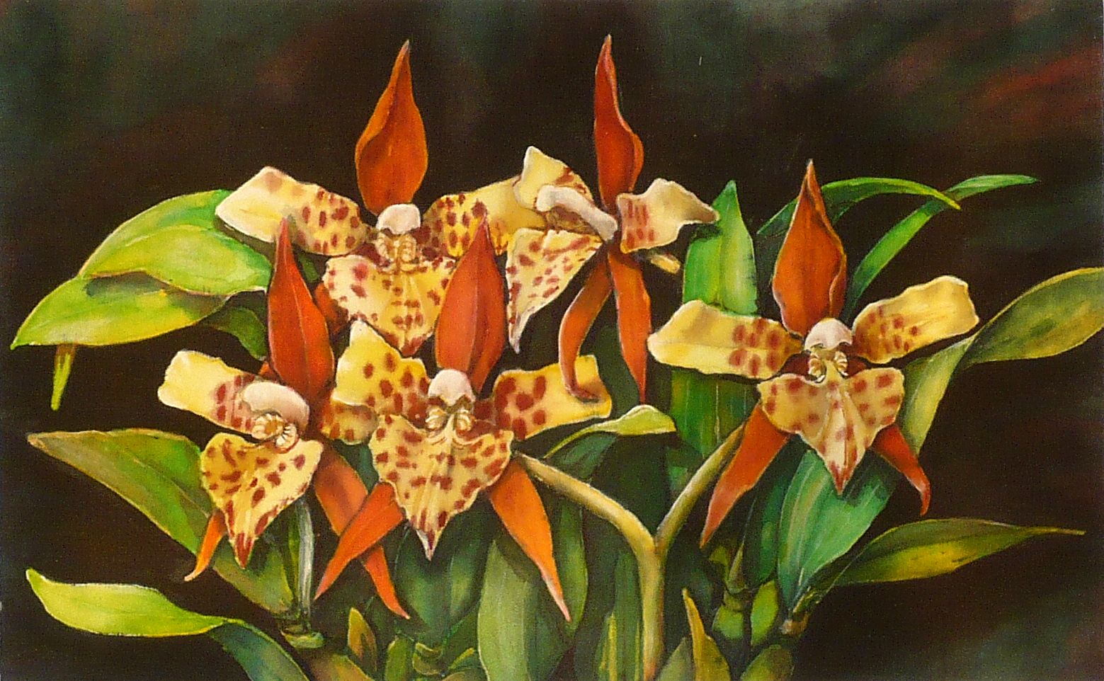 Orchideák 21. Lemboglossum macula 2009