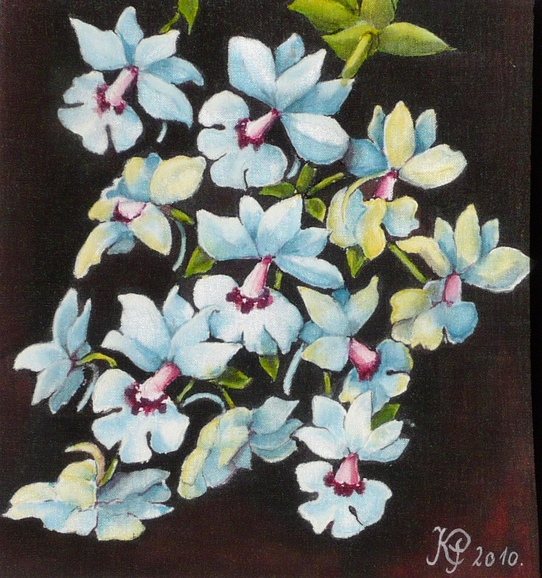 Orchideák 33. Calanthe Vestica 2010